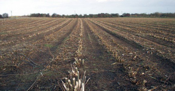 After the Biomass Harvest, England