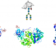 Changes in the composition of a glycan attached to the protein backbone
