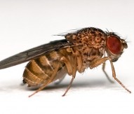 Drosophila, often known as 'fruit flies'