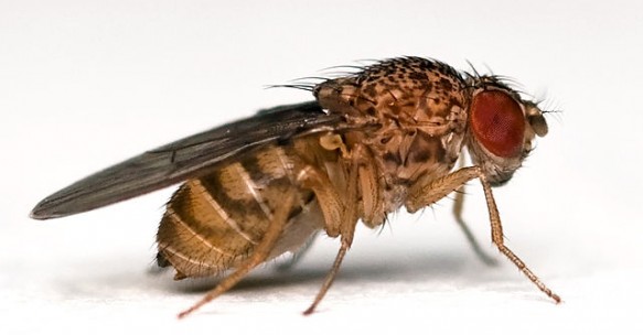 Drosophila, often known as 'fruit flies'