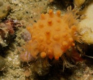 Sunburst coral