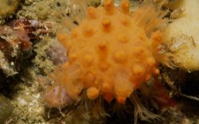 Sunburst coral