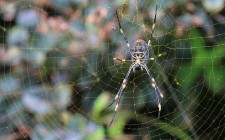 Spider webs can be ‘tuned’