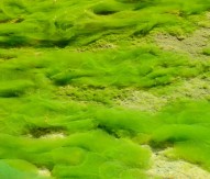 Fresh research into climate benefits of algae