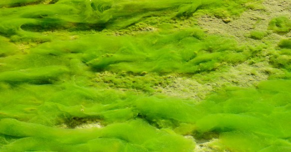 Fresh research into climate benefits of algae