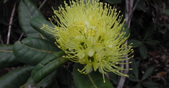 Xanthostemon pubescens