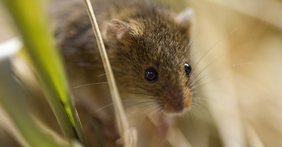 Scientific importance of mouse genome proven