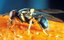 Human and fruit flies share common reaction to high-fat diet