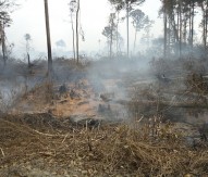 Smouldering peat fires could trigger “unending” climate change