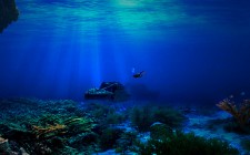 Ocean acidity affects marine species, study finds