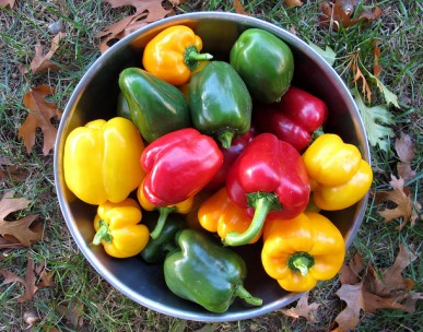 H2020 funds advancements in sweet pepper harvester