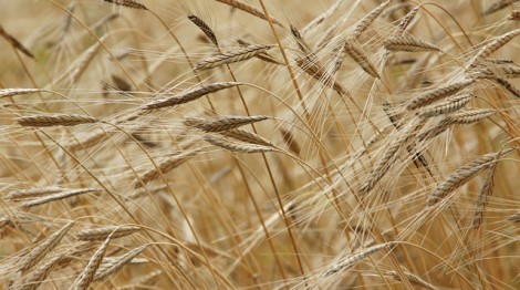 Genetic mechanism of wheat disease identified