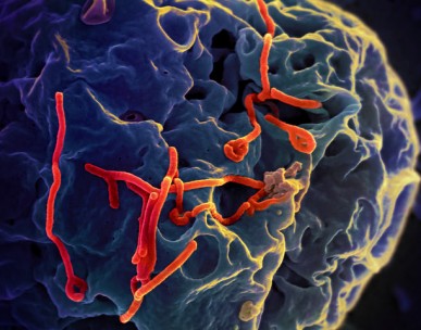 H2020 project maps genetic evolution of Ebola virus