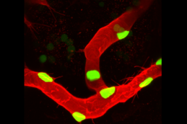 Fig. 1 Endothelial cells in a living zebrafish embryo