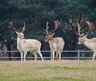 Buck deers