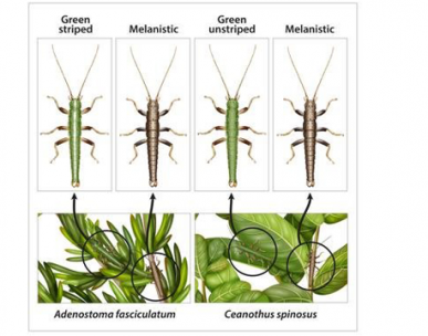 Stick insects species