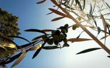Olive tree © Torquay Palms