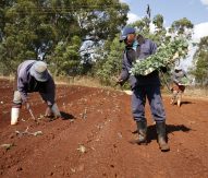 AfriCultuRes project uses EO to support farmers