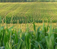 Corn field